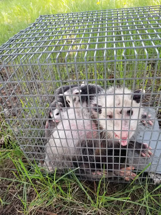 Anteater Pest Control Picture 9