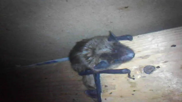 S.W.A.T Critter Solutions Picture 6