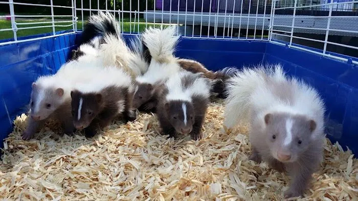 S.W.A.T Critter Solutions Picture 9