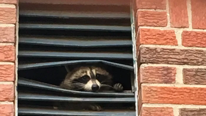 S.W.A.T Critter Solutions Picture 10