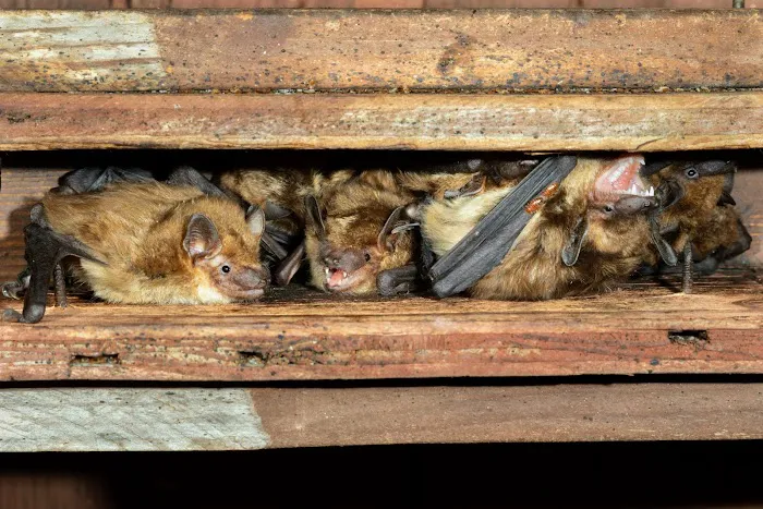 Michigan Wildlife Solutions Picture 6