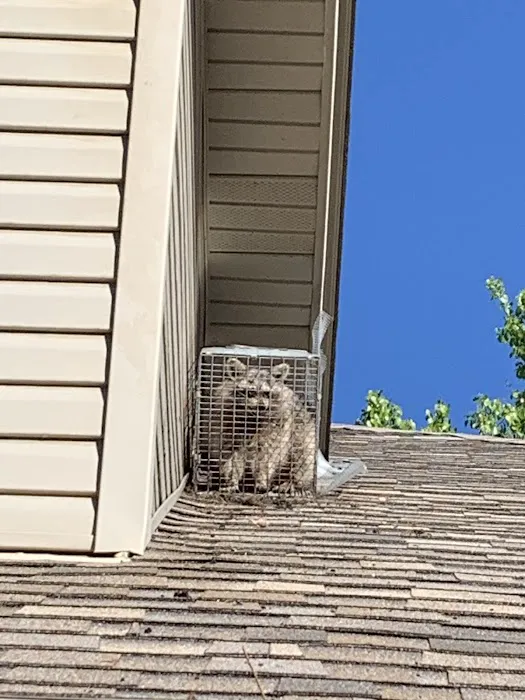 Michigan Wildlife Solutions Picture 4