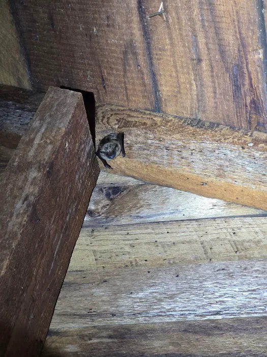 Michigan Wildlife Solutions Picture 8