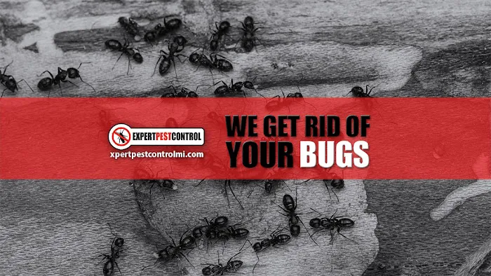 Expert Pest Control Picture 10