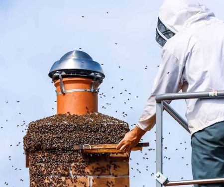 Expert Pest Control