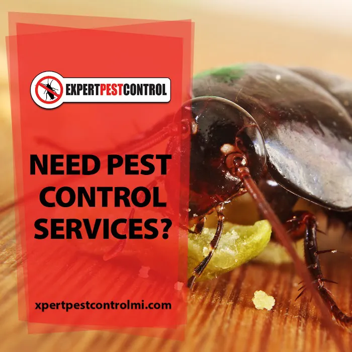 Expert Pest Control Picture 9