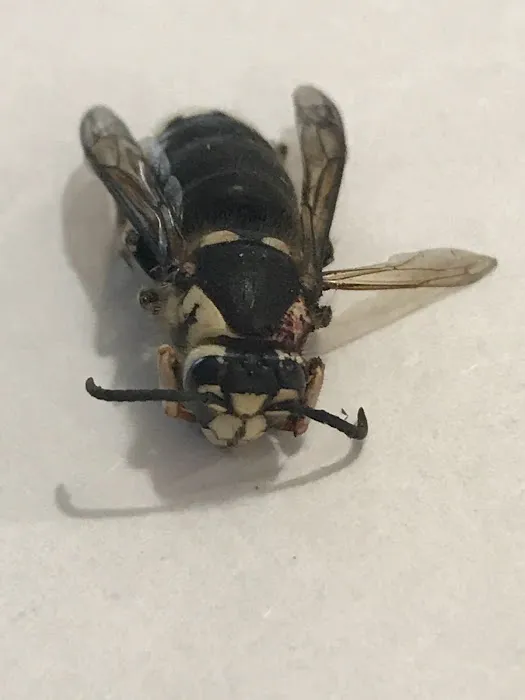 Pest Pounders Picture 2