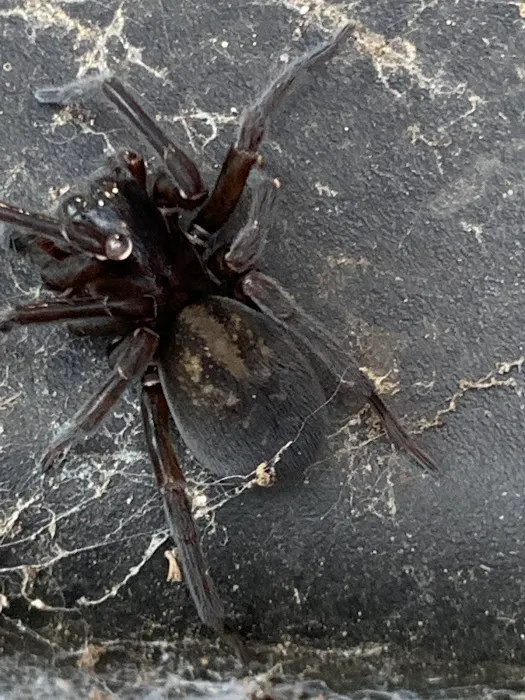 Pest Pounders Picture 7