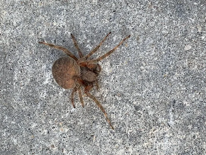 Pest Pounders Picture 3