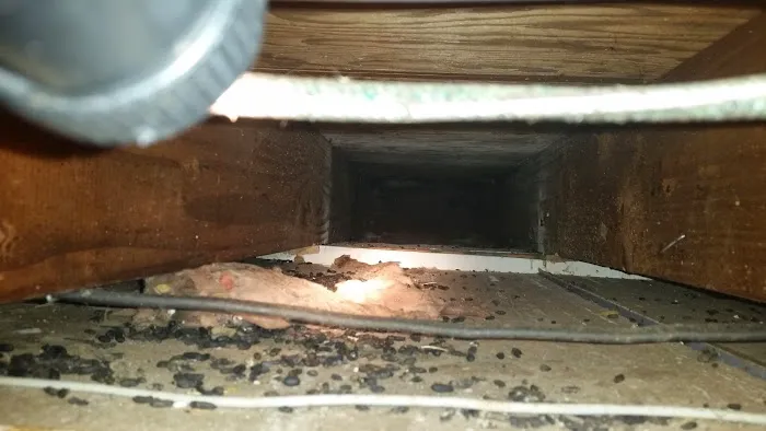 Pest Pounders Picture 6