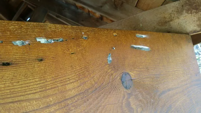 Pest Pounders Picture 4