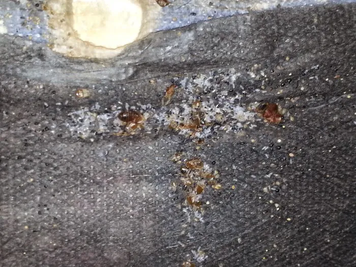 Pest Pounders Picture 8