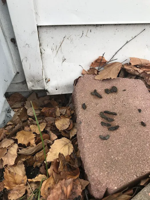 Pest Pounders Picture 5