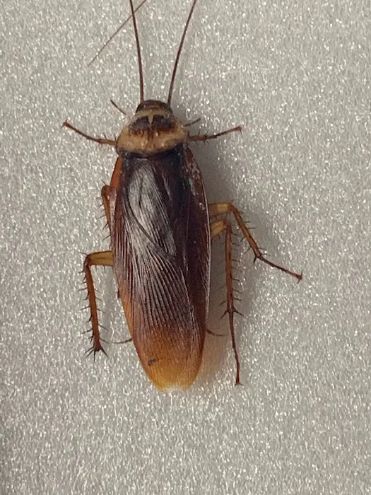 Pest Pounders Picture 10