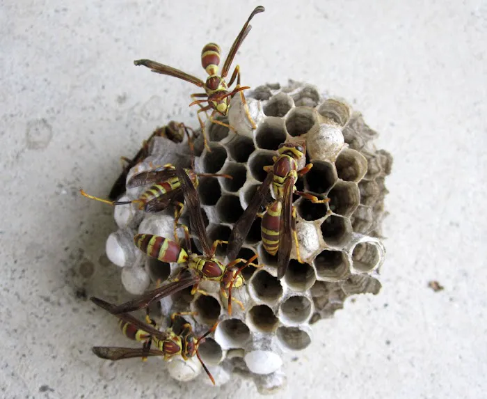 A1 Bee Specialists Bees, Hornets, and Wasp Nest Removal Picture 8