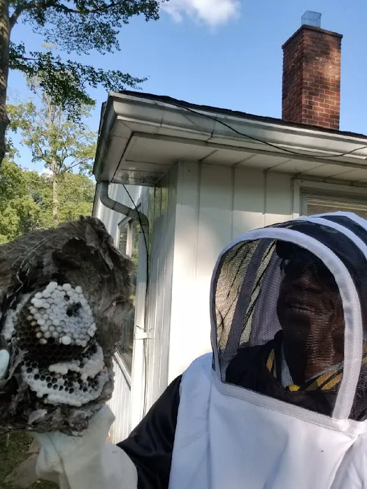 A1 Bee Specialists Bees, Hornets, and Wasp Nest Removal Picture 4
