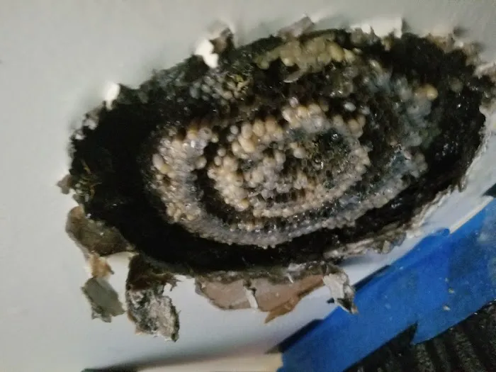 A1 Bee Specialists Bees, Hornets, and Wasp Nest Removal Picture 2