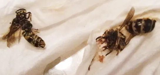 American Pest Control Picture 4