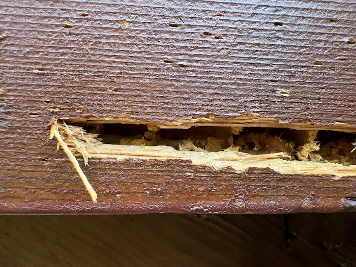 Hi-Tech Pest Control Picture 3