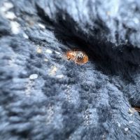 Hi-Tech Pest Control ico