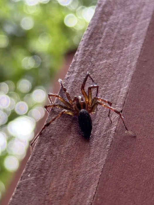 Hi-Tech Pest Control Picture 9