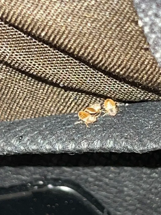 Hi-Tech Pest Control Picture 10