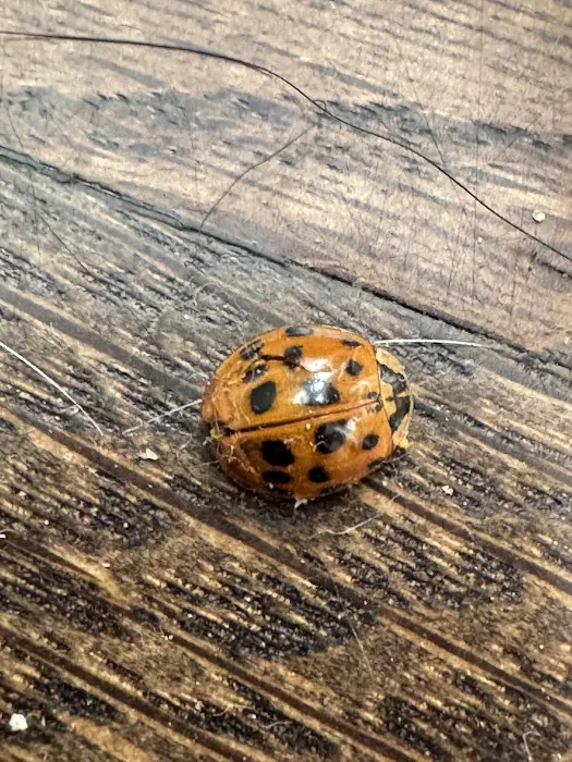 Hi-Tech Pest Control Picture 6