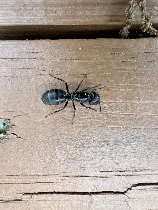 Hi-Tech Pest Control Picture 7