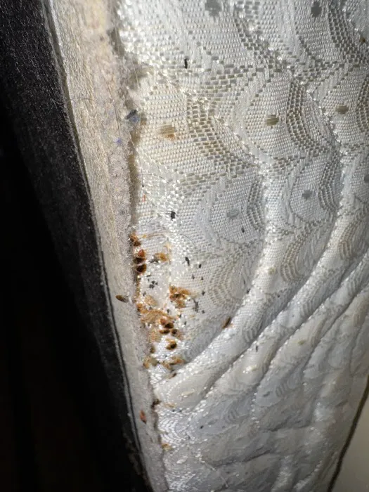 Hi-Tech Pest Control Picture 5
