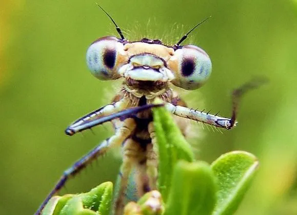 Elite Pest Management Picture 5