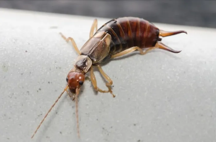Pest Control Rochester Hills MI Picture 4