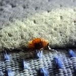 What's Bugging You?