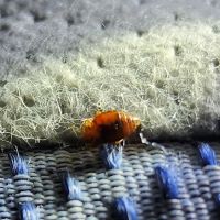 What's Bugging You? ico