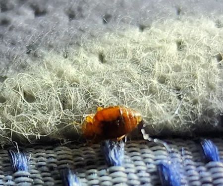 What's Bugging You?