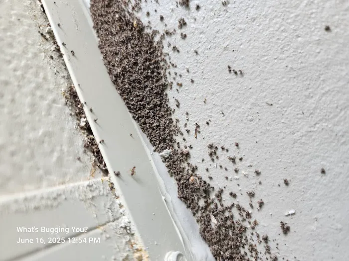 What's Bugging You? Picture 9