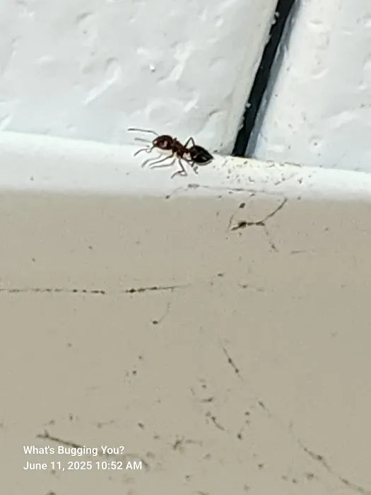 What's Bugging You? Picture 2