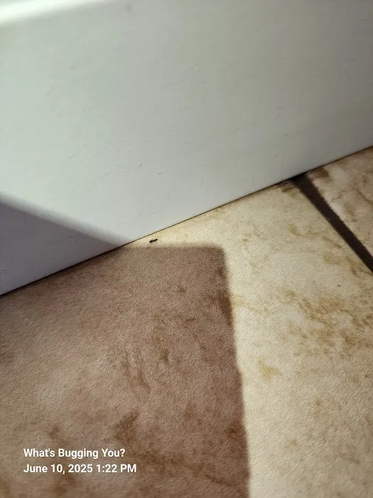 What's Bugging You? Picture 4