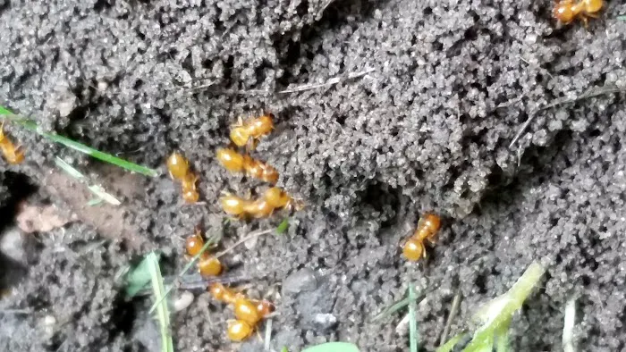 What's Bugging You? Picture 8