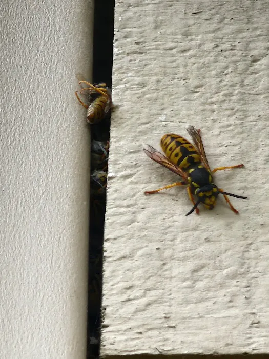 What's Bugging You? Picture 7