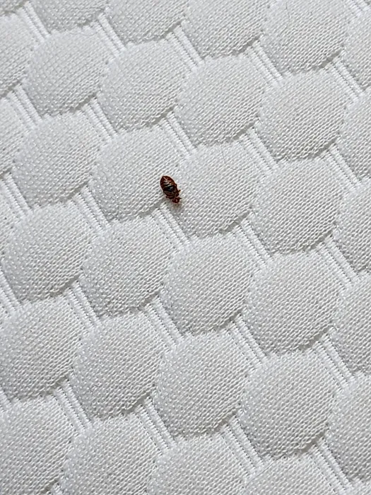 What's Bugging You? Picture 6