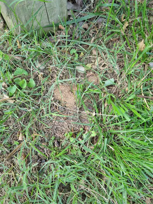 Greenix Pest Control Picture 4