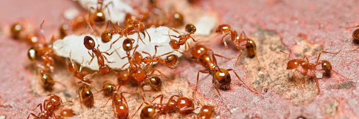 Black Widow Pest Control Picture 8