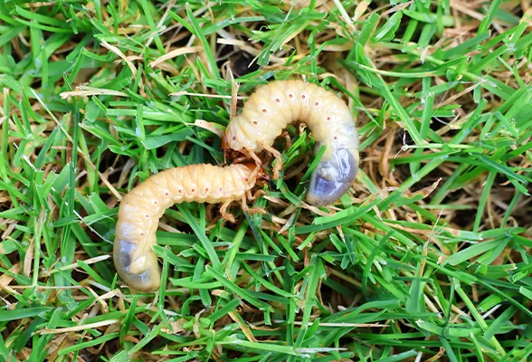 Blue Duck Pest Control Picture 4