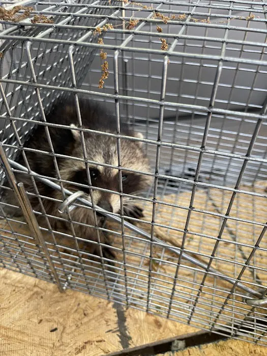 Vermission Pest & Wildlife Picture 1