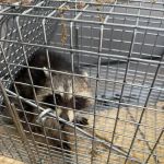 Vermission Pest & Wildlife
