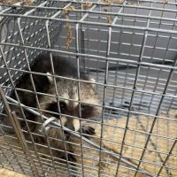 Vermission Pest & Wildlife ico