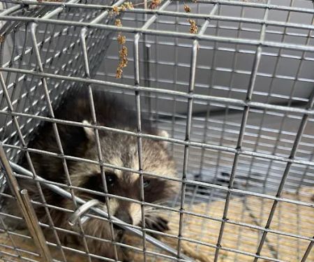 Vermission Pest & Wildlife