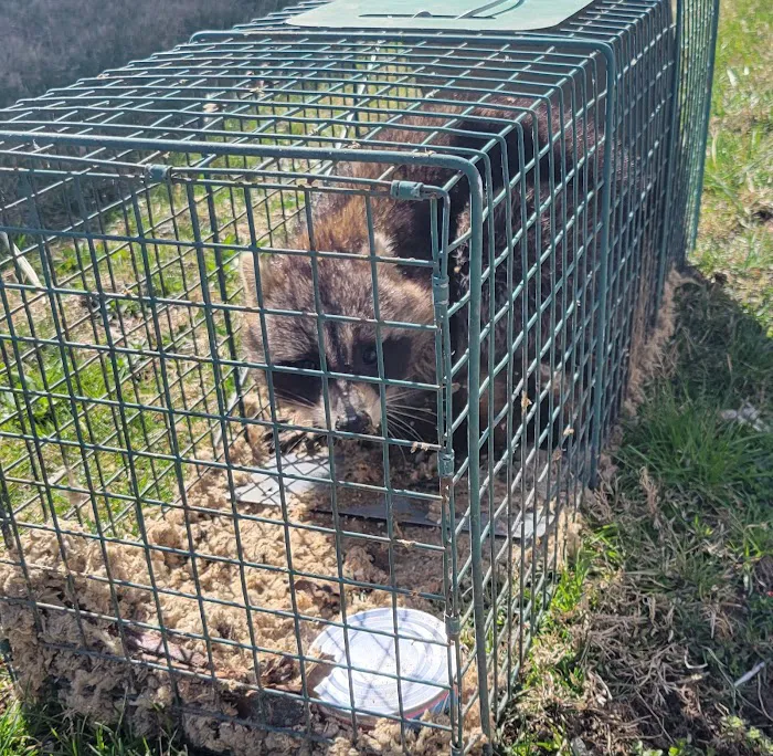 Affordable Pest Management Picture 3