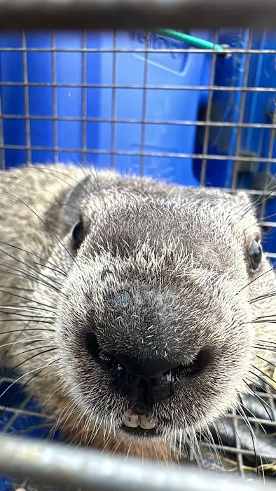 Affordable Pest Management Picture 6