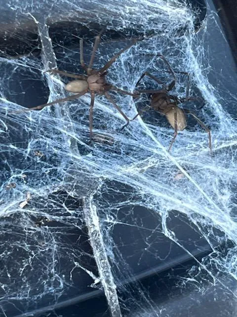 Affordable Pest Management Picture 1